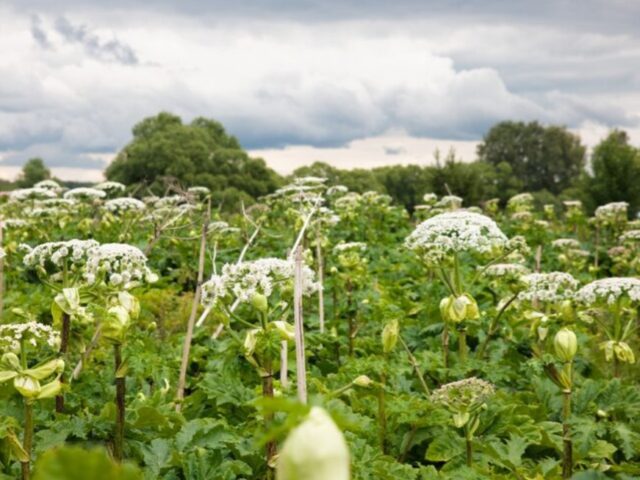 Полное истребление борщевика: в Петербурге оценили новый препарат от монстра