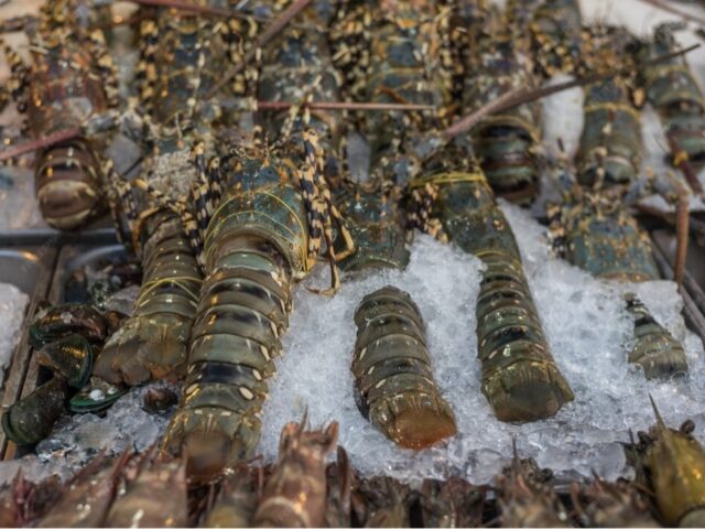 Ленобласть ставит на экзотику: регион готовится «выстрелить» проектами АПК
